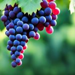 which red wine is good for health